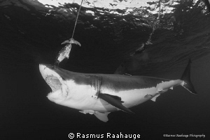 "Feeding" behavior near the cage - Isla Guadalupe by Rasmus Raahauge 